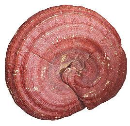 被取消游戏《星球大战：1313》概念图和演示视频泄露